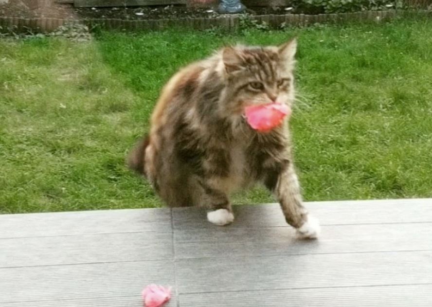 cat brings flowers
