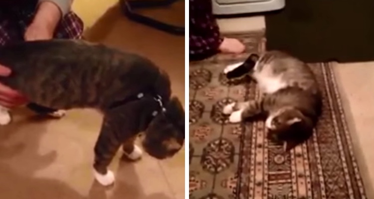 cat plays dead
