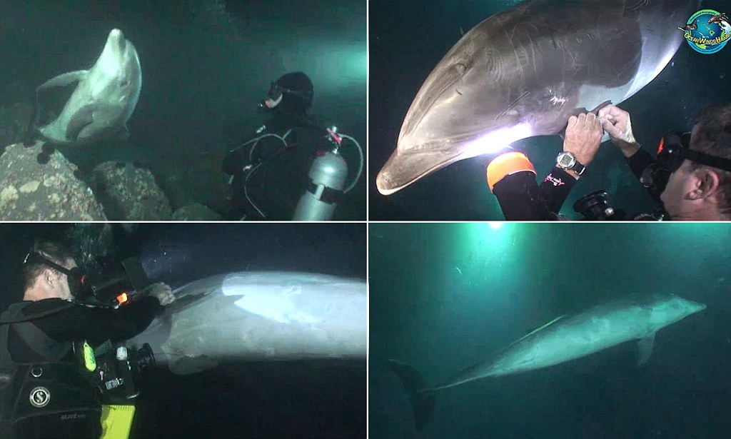 man removes hook from dolphin