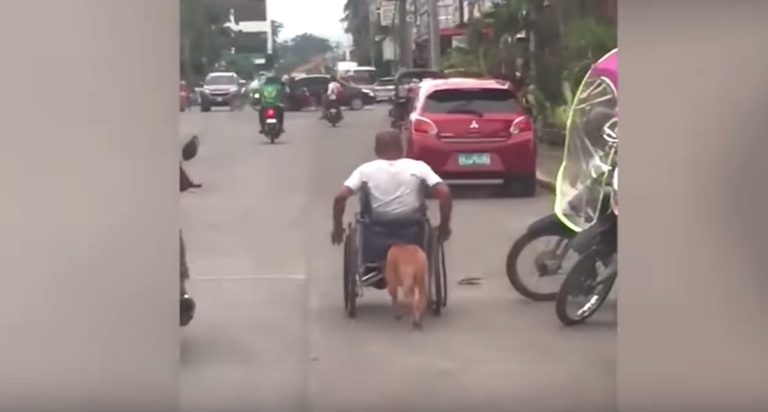 pet dog pushes owner