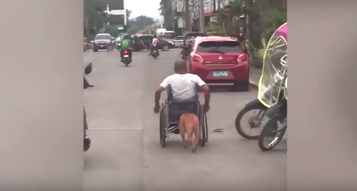 pet dog pushes owner