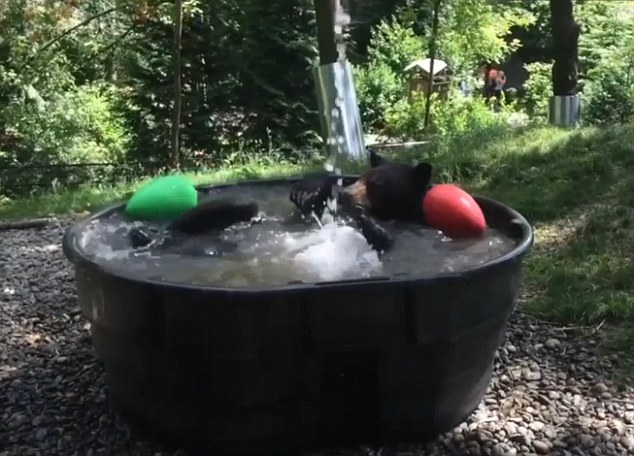 black bear in a tub