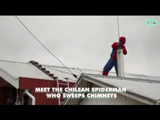 chilean chimney sweep