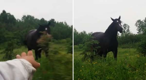 horse dancing to fleetwood mac