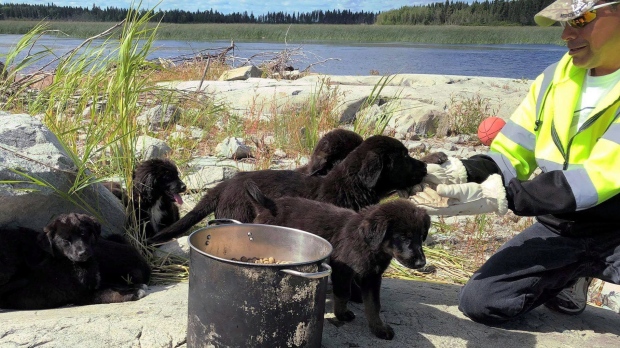rescued puppies
