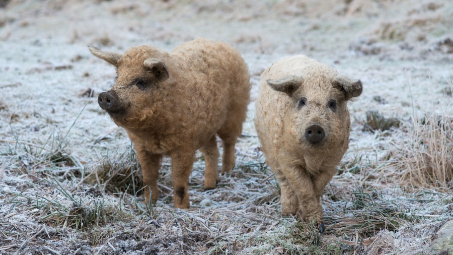sheep pig