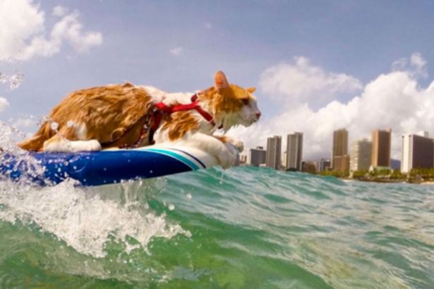 surfing cat 2