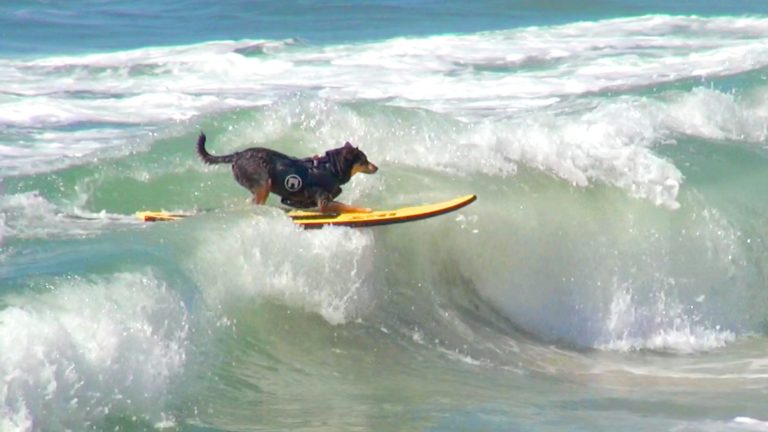 surfing dogs