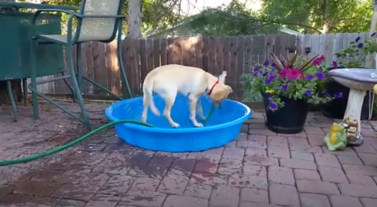 dog caught filling up doggy pool