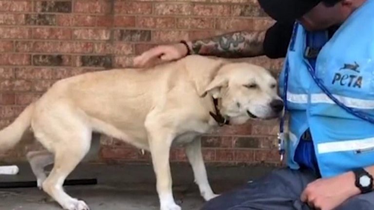dog overjoyed when rescued