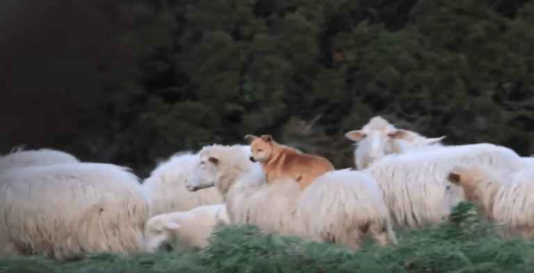 lazy sheep dog