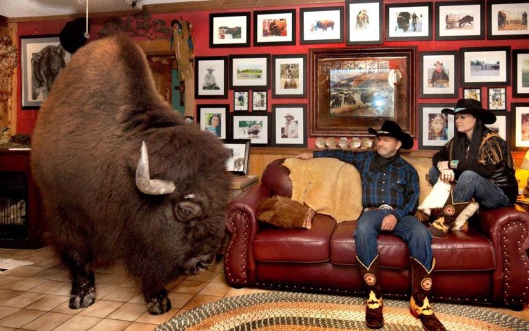 pet-buffalo