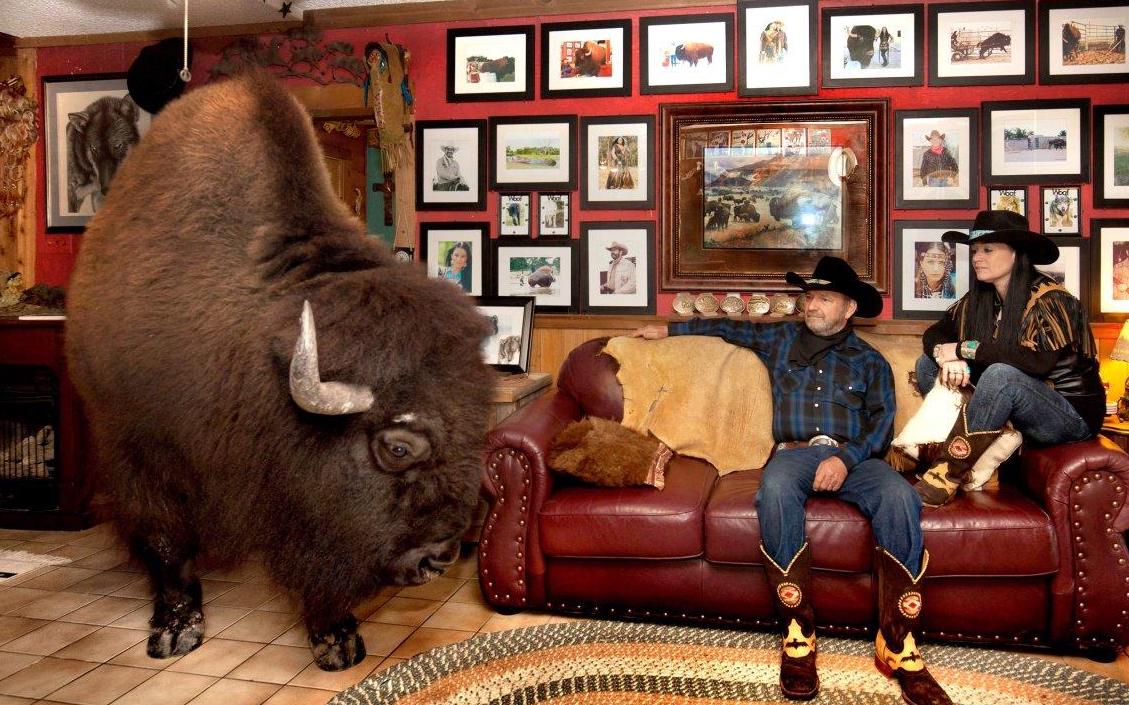 pet-buffalo