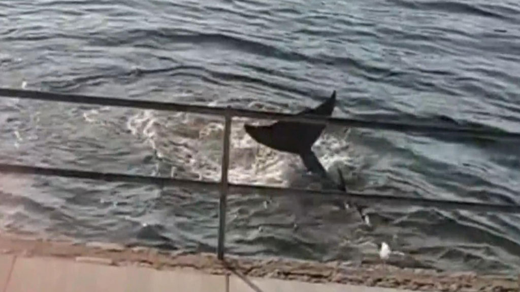 samaritans save whale