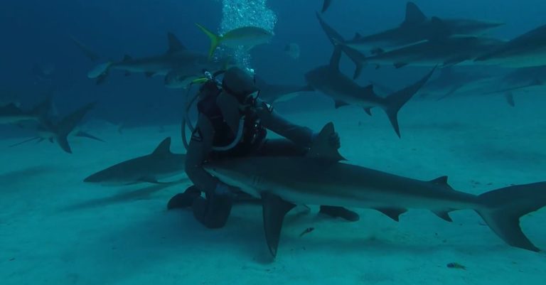 shark whisperer hypnosis
