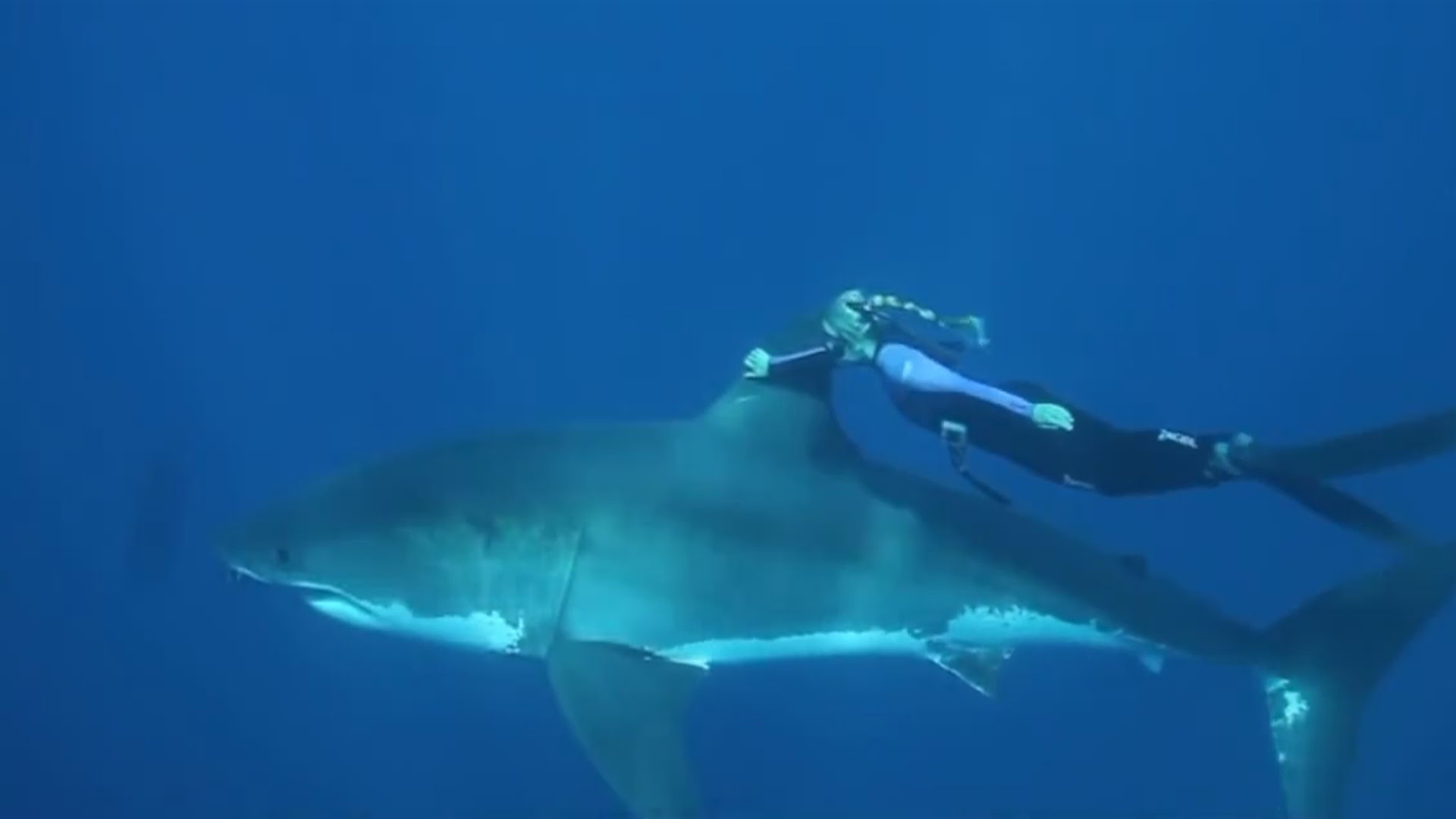 woman swims with great white sharks