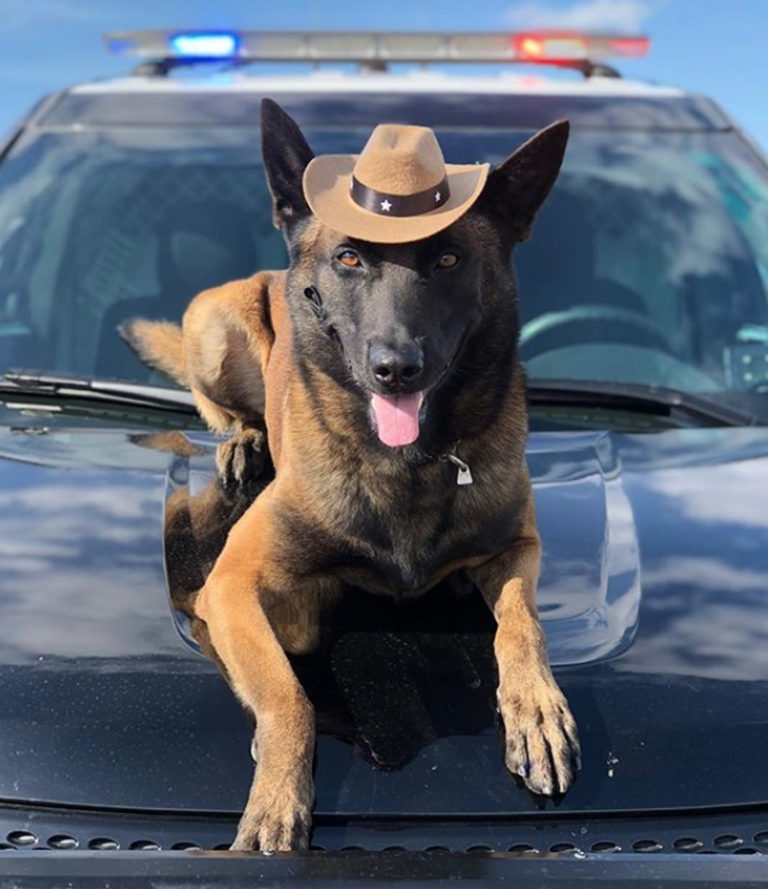 Police Dog Wears Hats