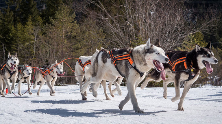 serum run sled dogs