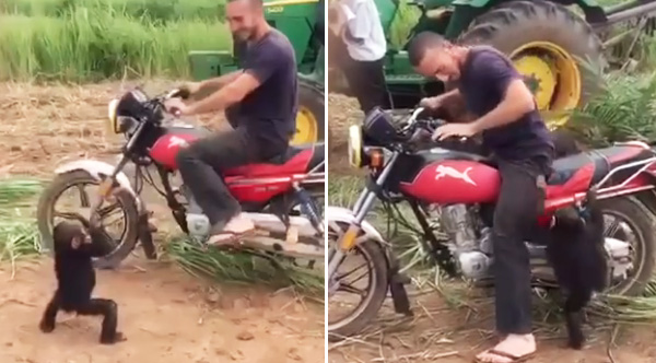 chimpanzee wants to ride motorcycle