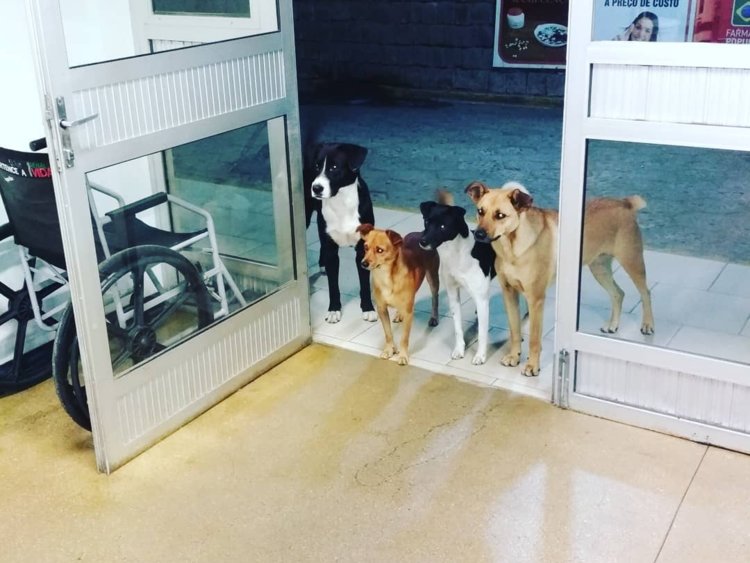 dogs homeless man
