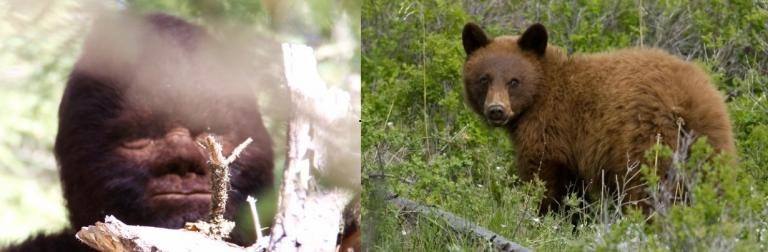 bear or bigfoot