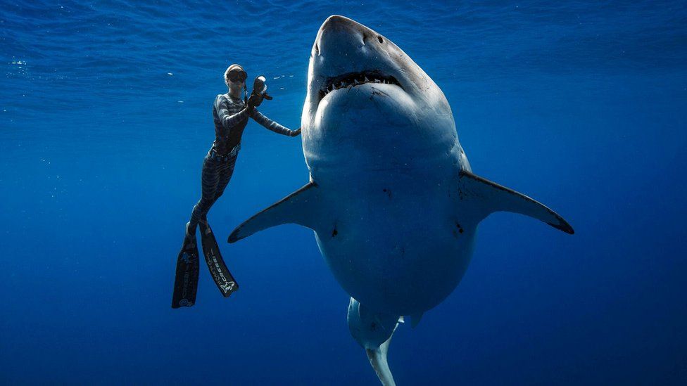 diver swims with great white shark