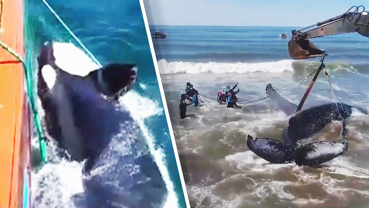 samaritans rescuded_whales