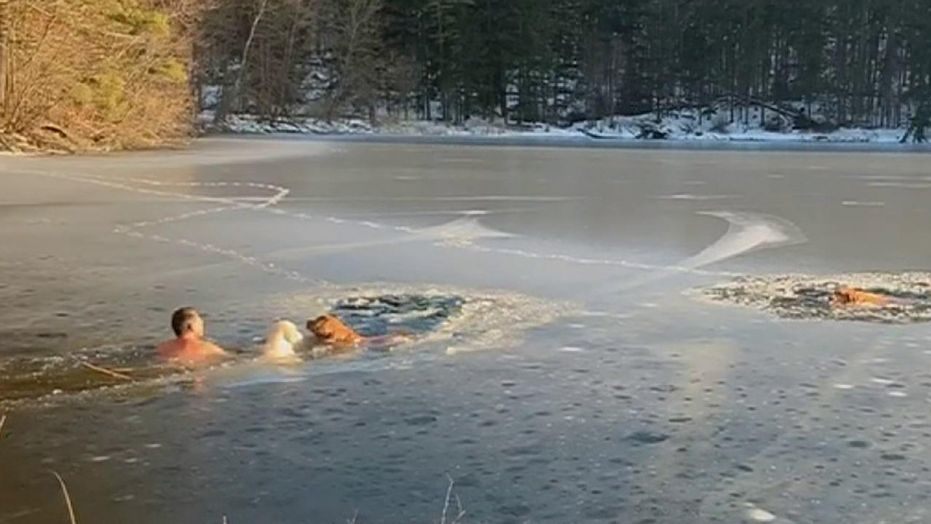 man and his dog rescue two dogs in frozen lake