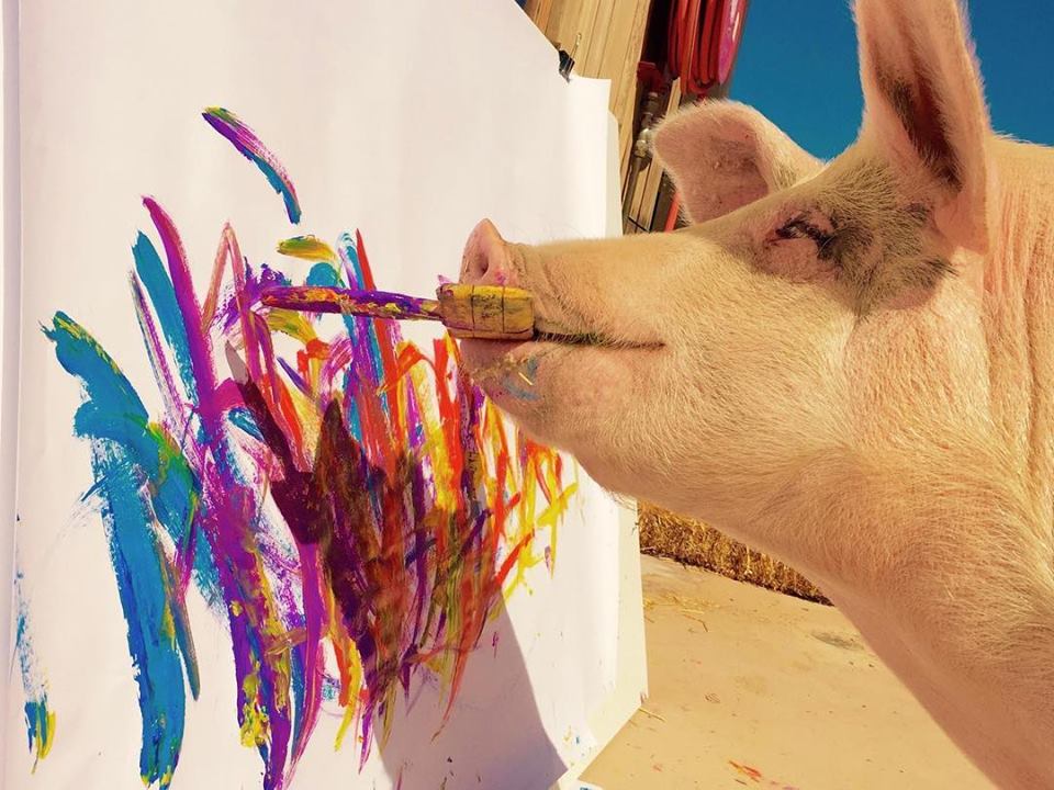pigcasso