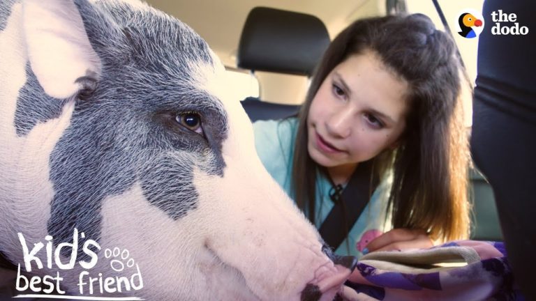 kids best friend pig