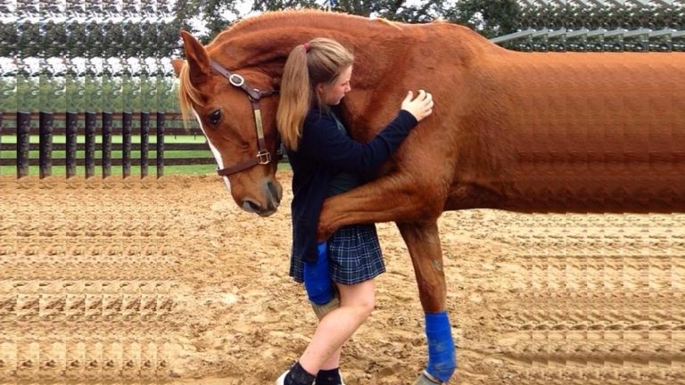adorable moments horses love their owners