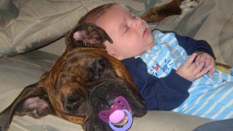 babies sleep with dogs