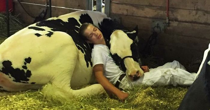 boy napping with cow