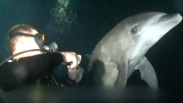 dolphin-asks-for-help 1