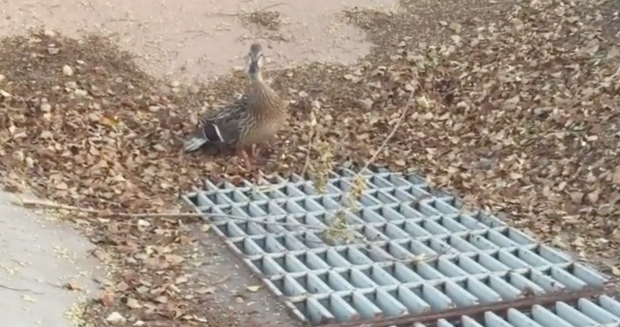 duck quacks for help