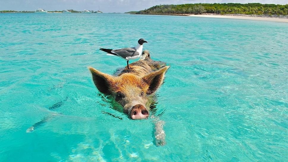 pig island