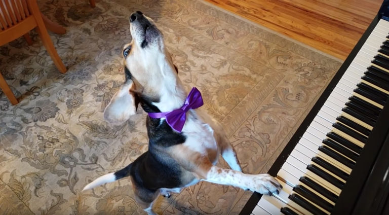 singing piano dog