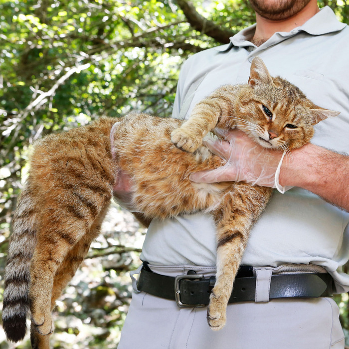 cat fox