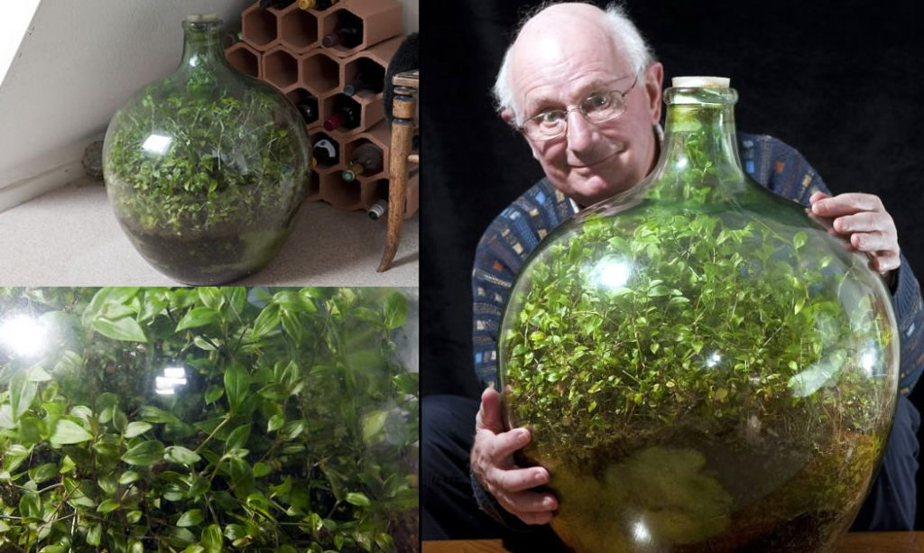 david lattimer garden sealed in bottle