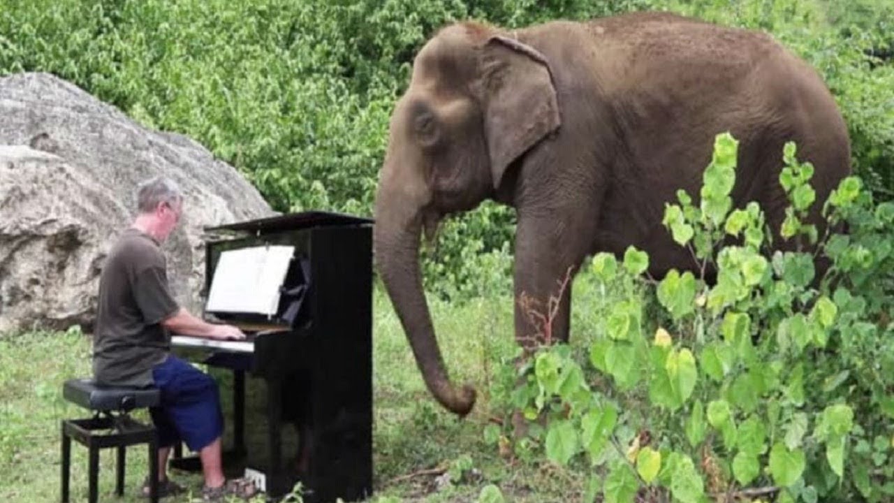 elderly elephant crying when man plays piano