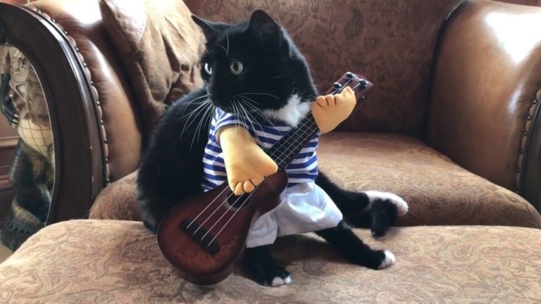 funny cat videos