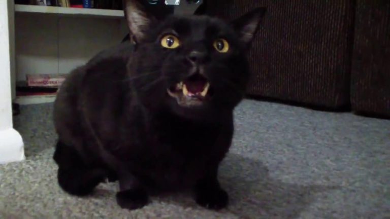 incredible singing cat