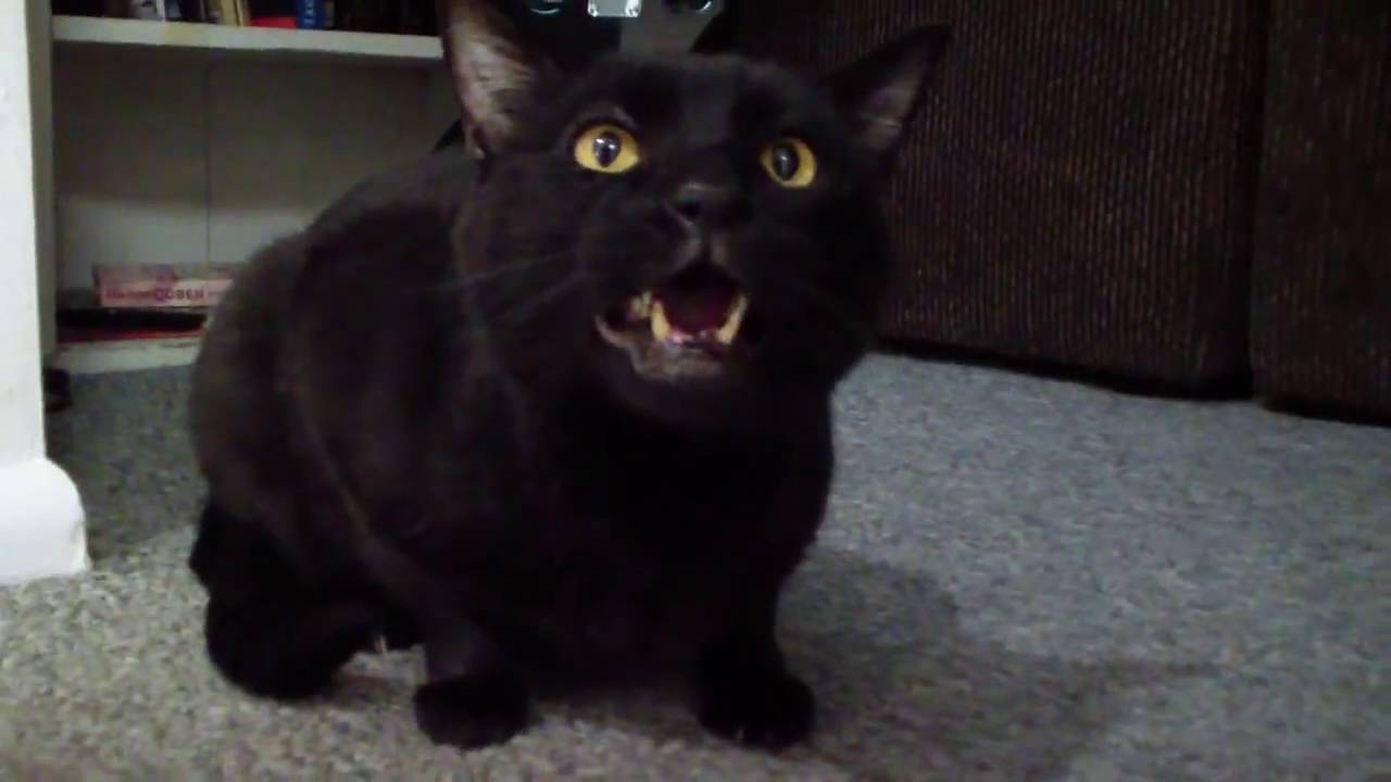 incredible singing cat
