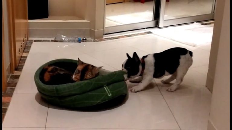puppy attempts to get bed back from cat