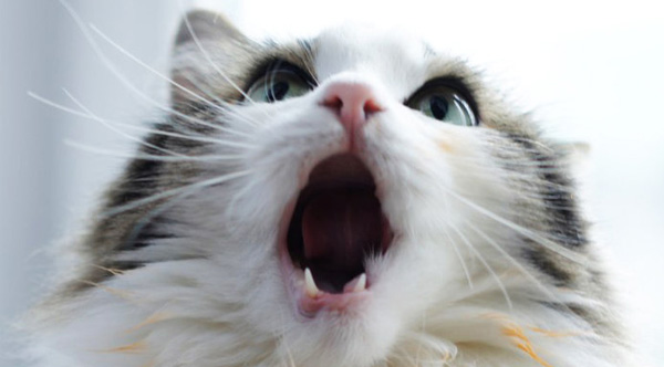singing cats