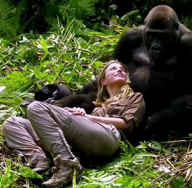 woman accepted by wild gorillas