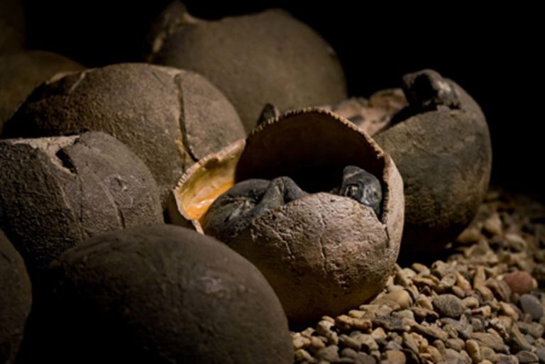 chinese-boy-discovers-65-million-year-old-dinosaur-eggs