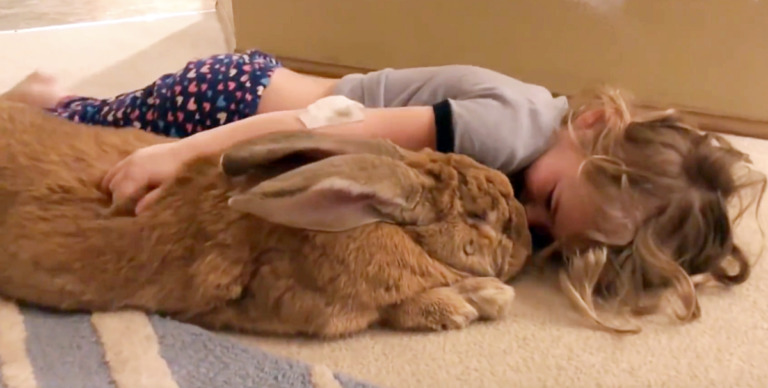 large rabbit cocoa puff