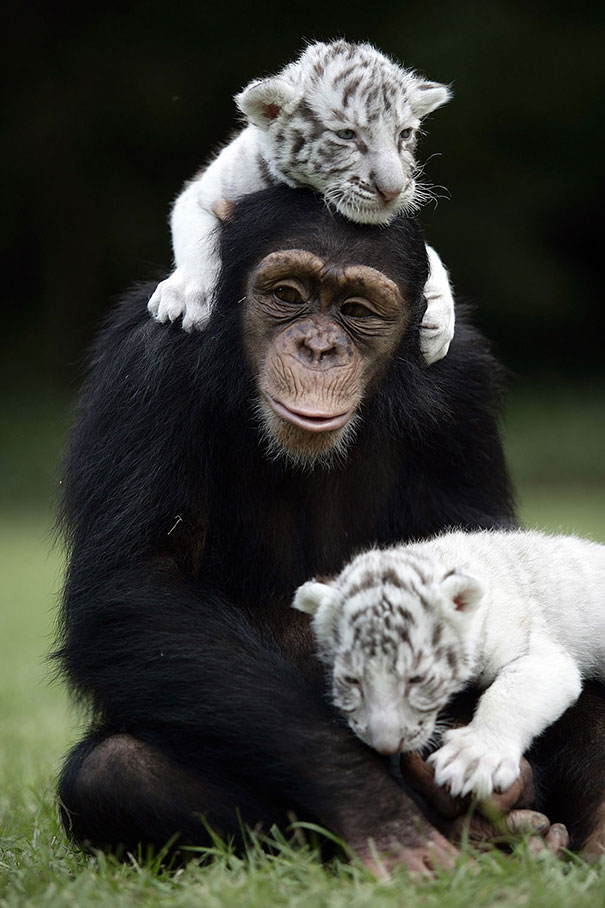 most unusual friends