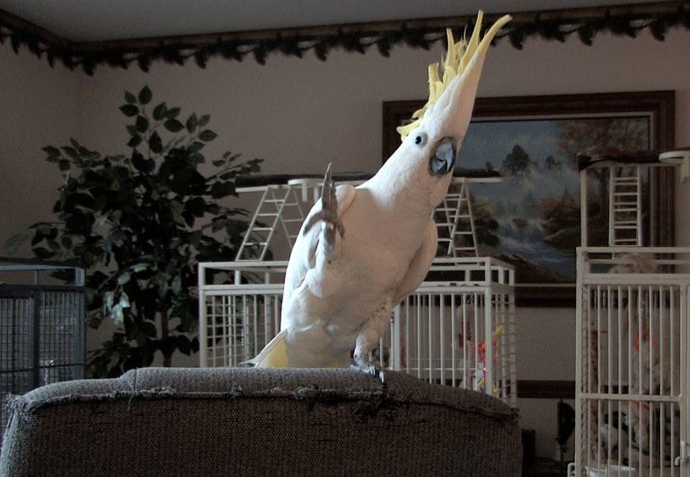 snowball-cockatoo